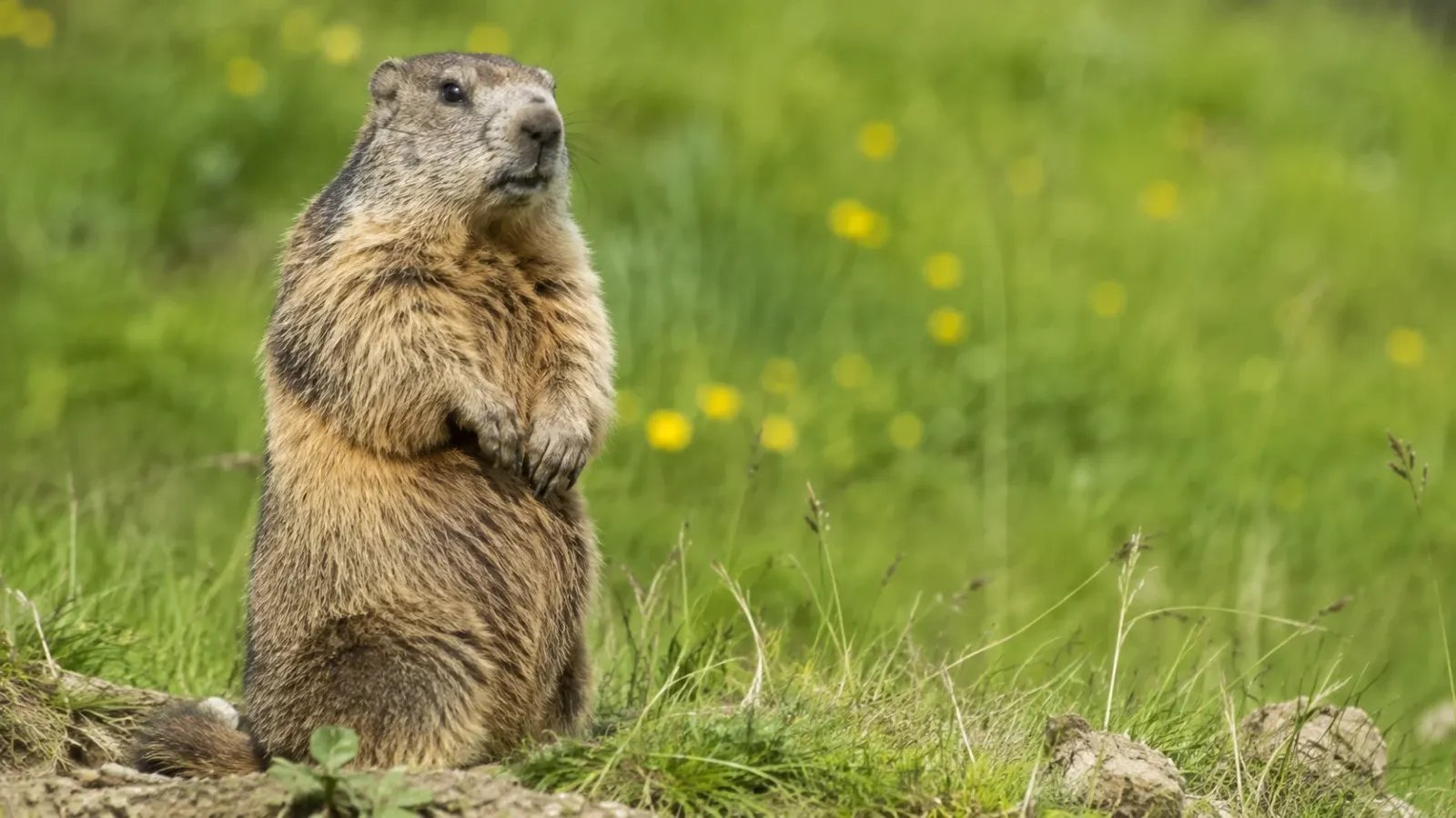 Groundhog in the nature standing