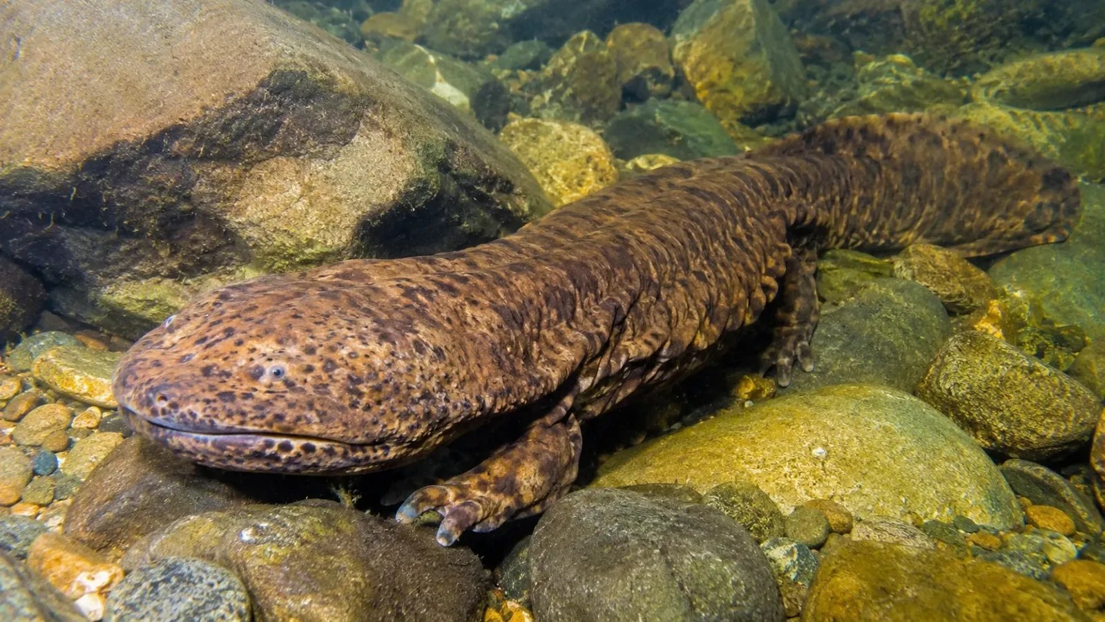 The Misunderstood River-Monster: 15 Fascinating Facts About the Hellbender