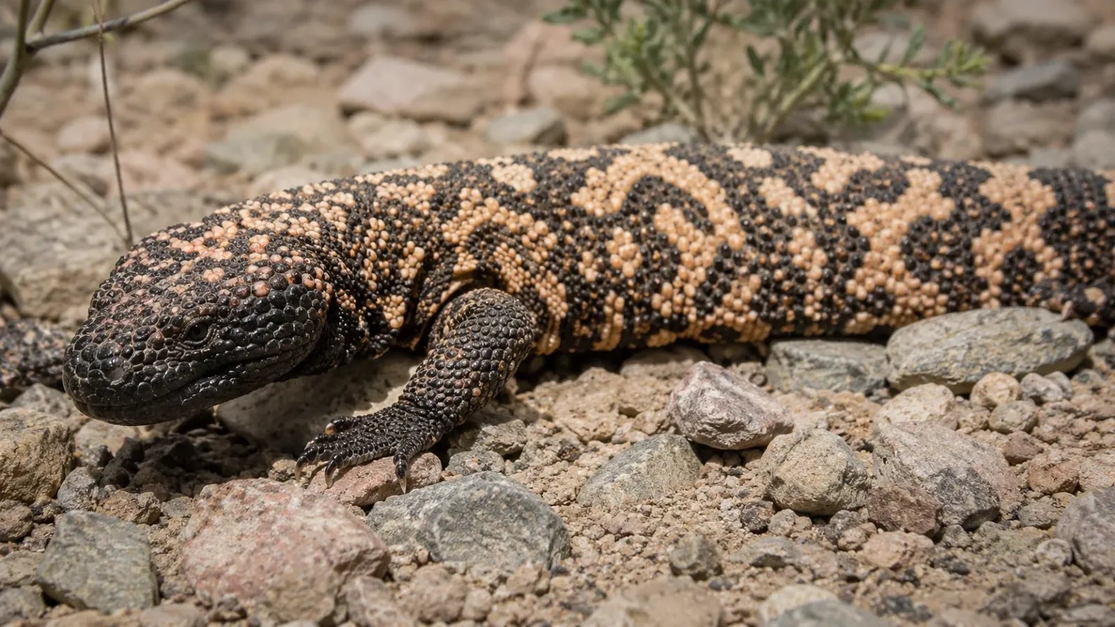 Gila Monster