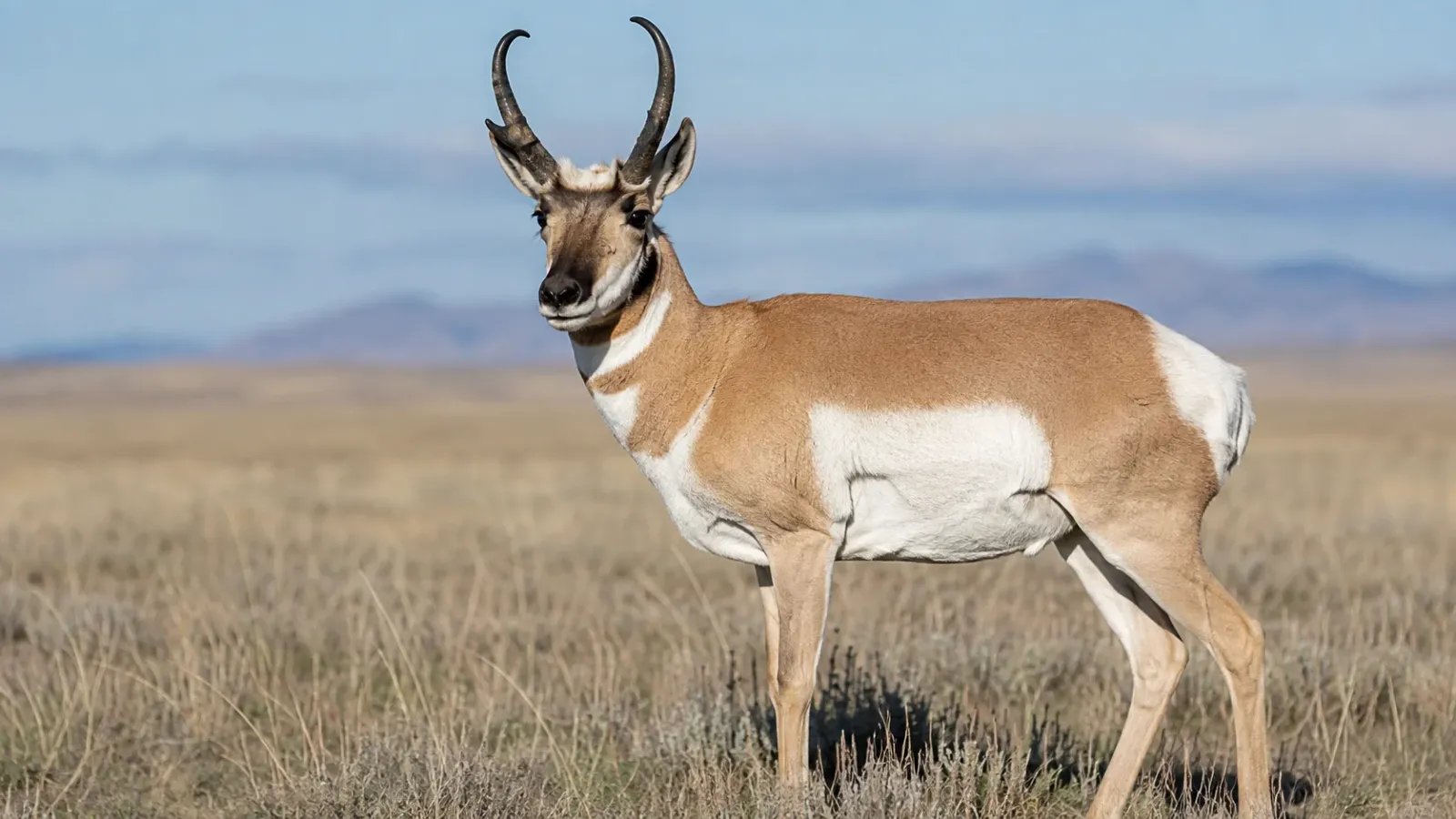 The Evolutionary Speedster: 15 Fascinating Facts About Pronghorn