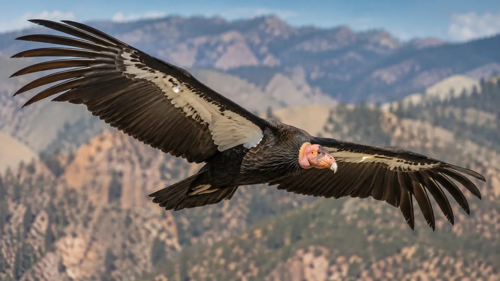 The Resilient Scavenger: 15 Fascinating Facts About the California Condor