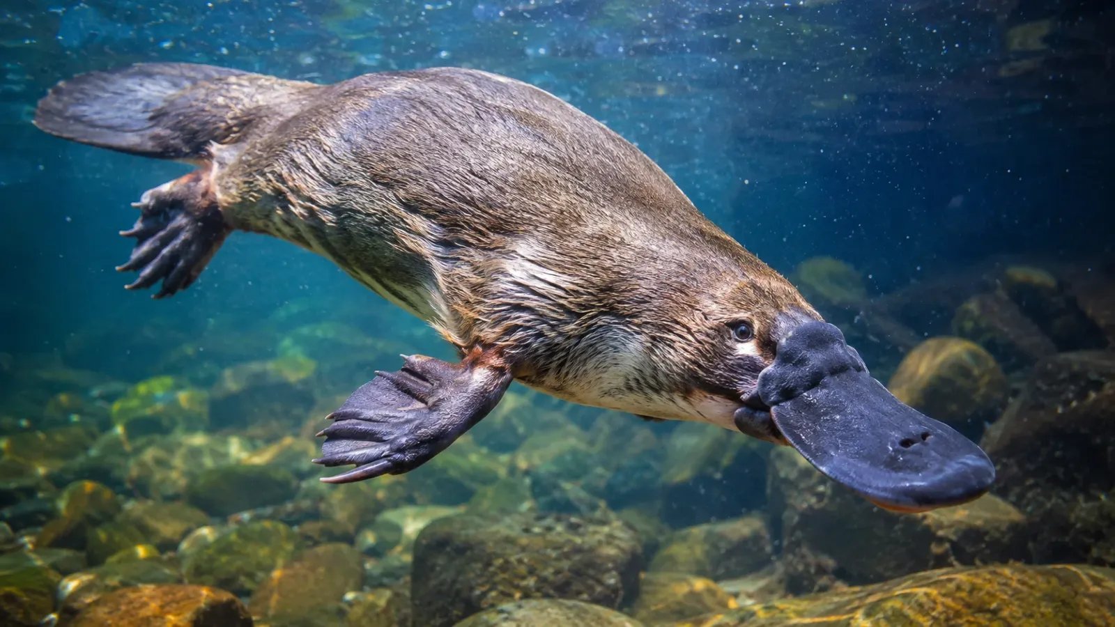 The Paradoxical Mammal: 15 Fascinating Facts About the Platypus