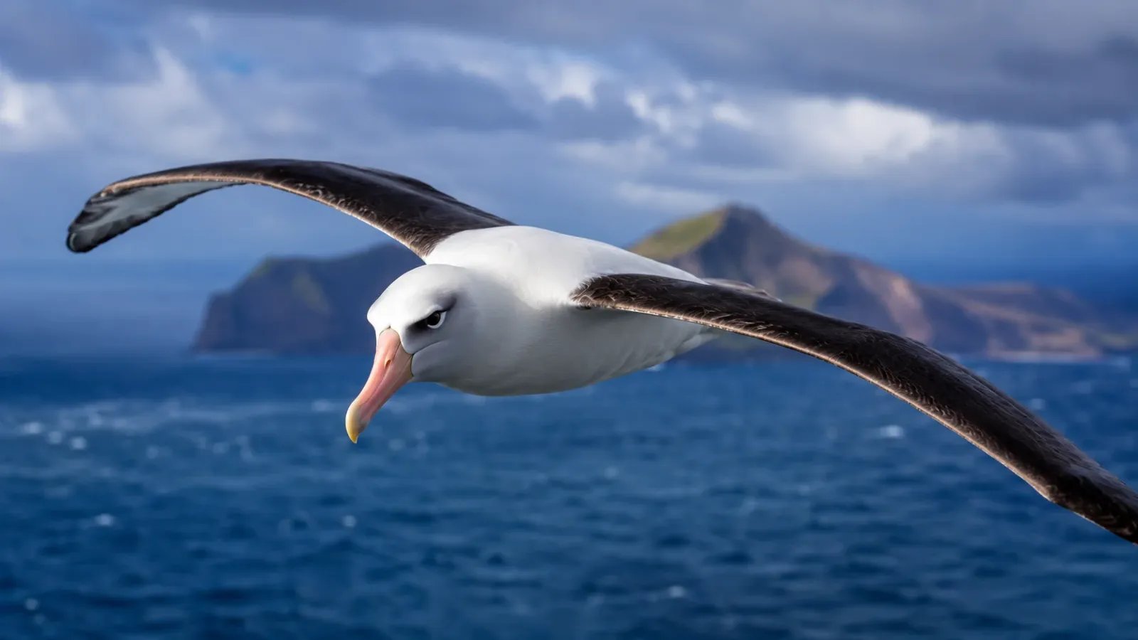 The Oceanic Nomad: 15 Fascinating Facts About Albatrosses