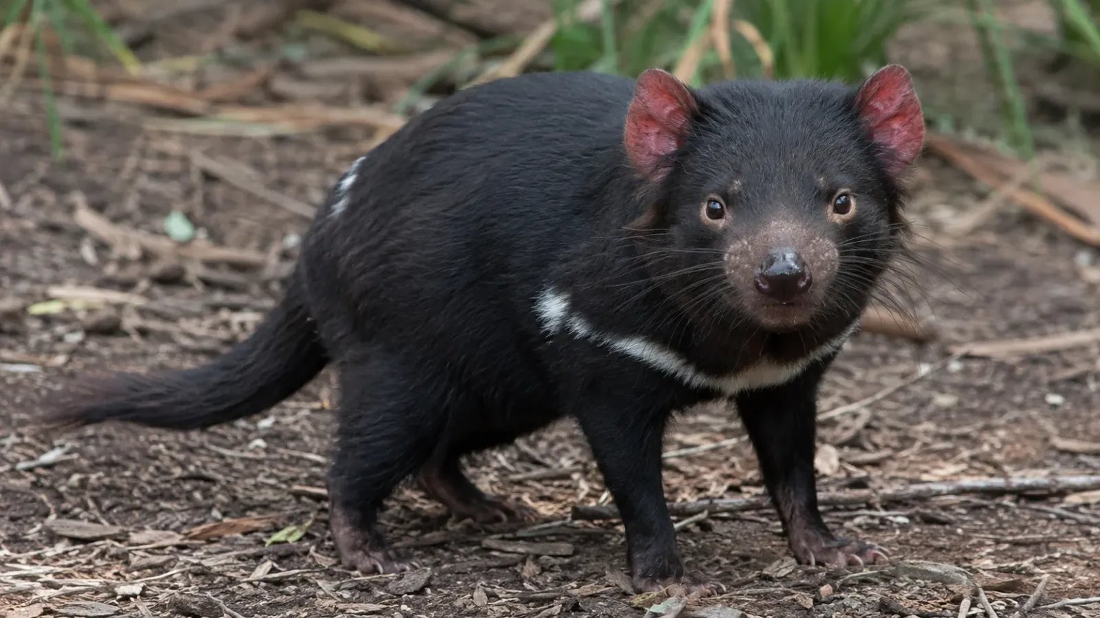 15 Fascinating Facts About the Tasmanian Devil
