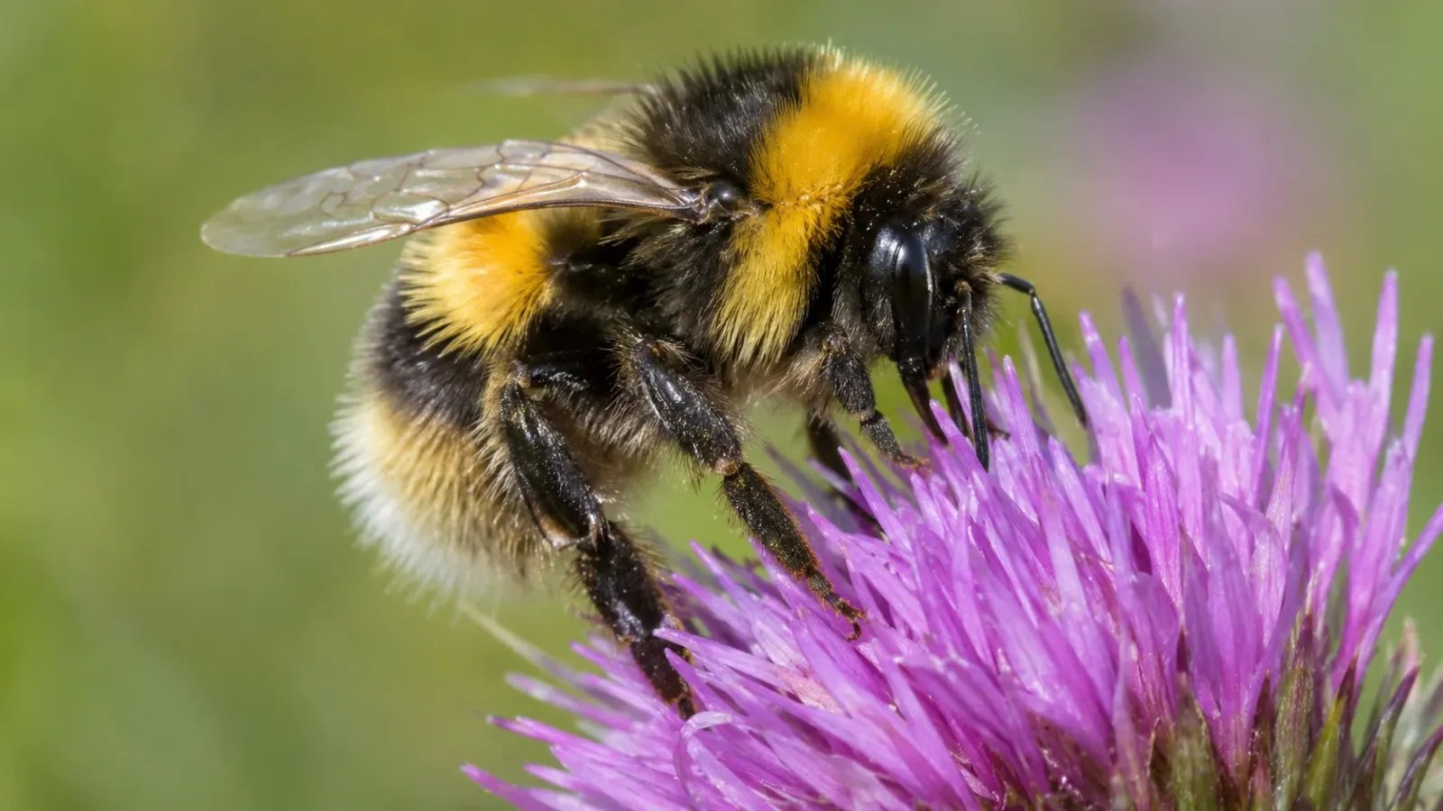The Industrious Pollinator: 15 Fascinating Facts About Bumblebees