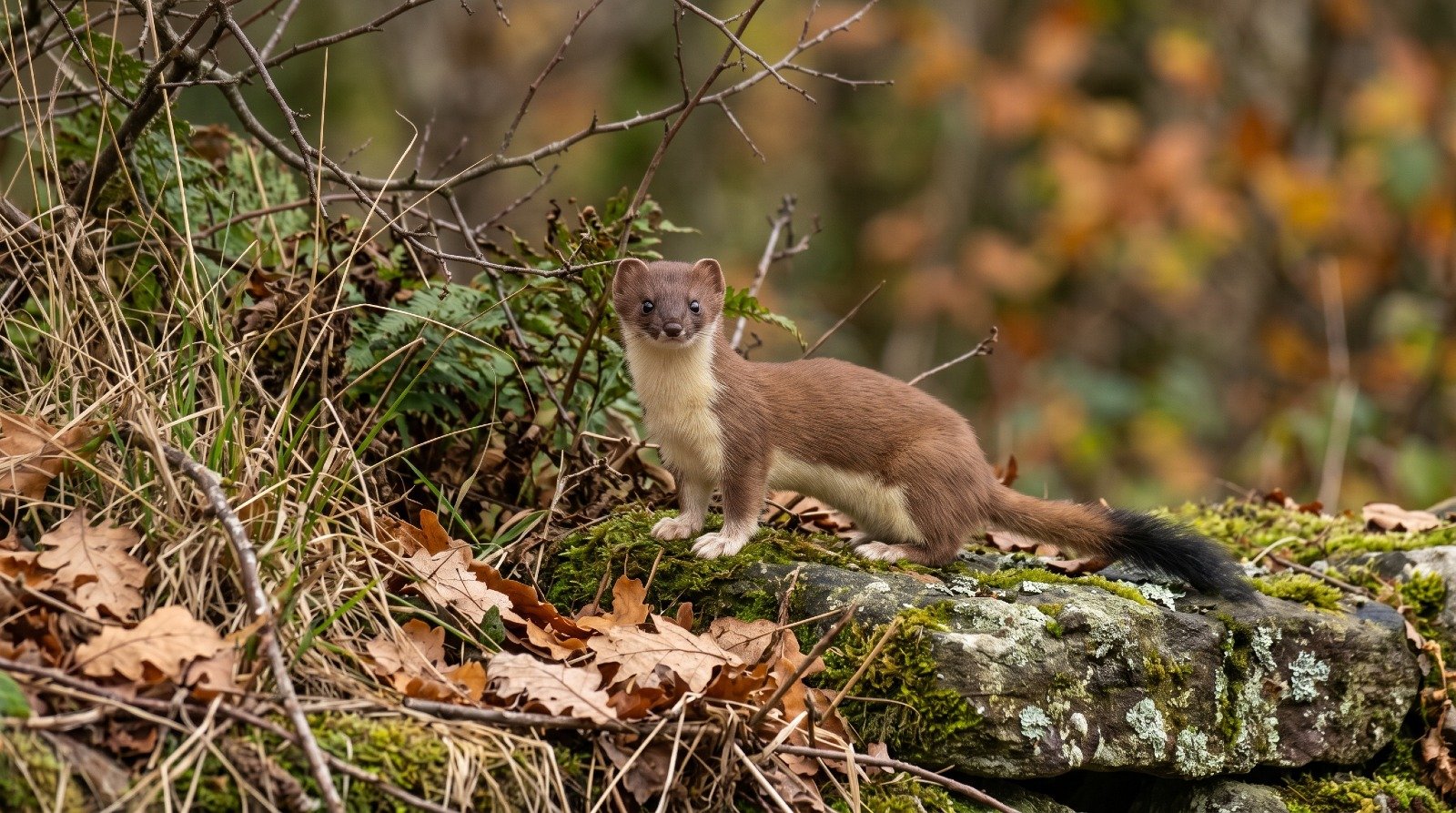 The Relentless Predator: 15 Fascinating Facts About Stoats