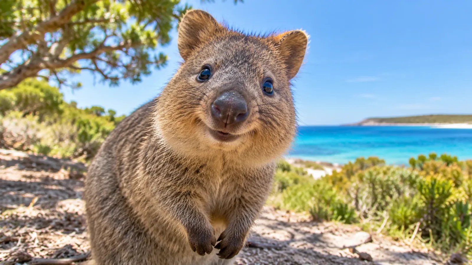Smiling quokka sitting on the ground on Rottnest Island