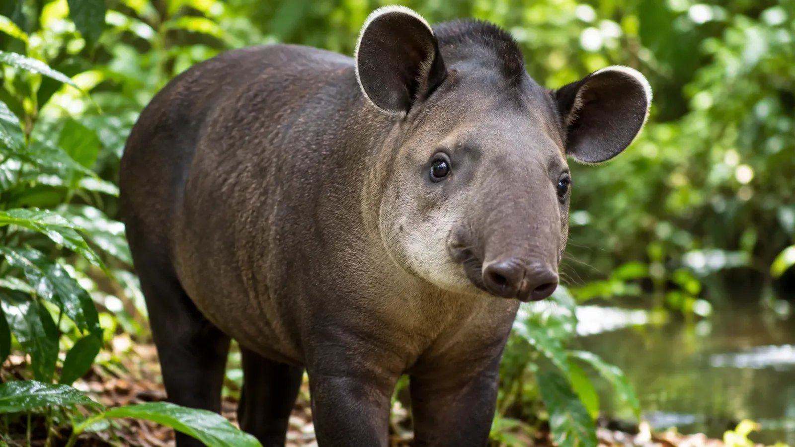 Tapir