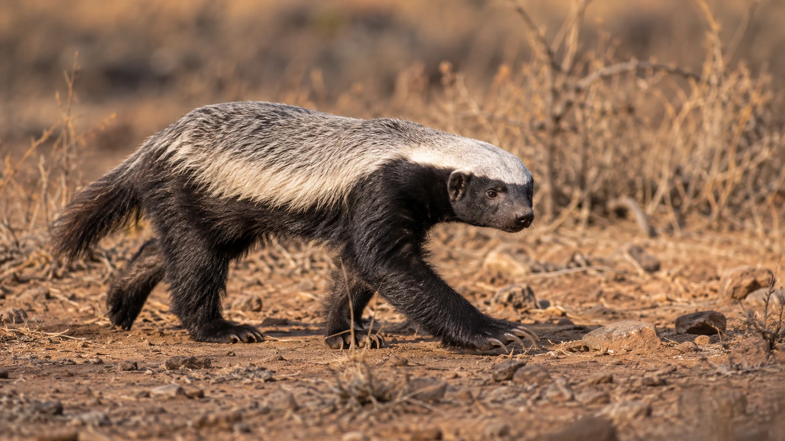The Fearless Mustelid: 15 Fascinating Facts About Honey Badgers