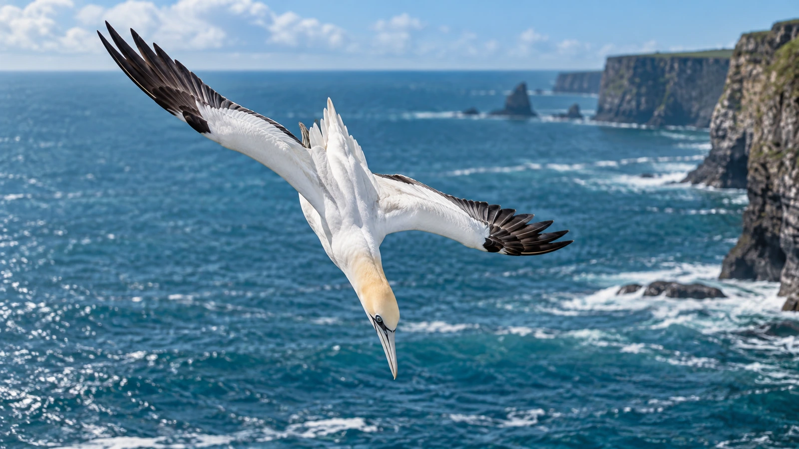 The Dashing Plunge-Diver: 15 Fascinating Facts About Gannets