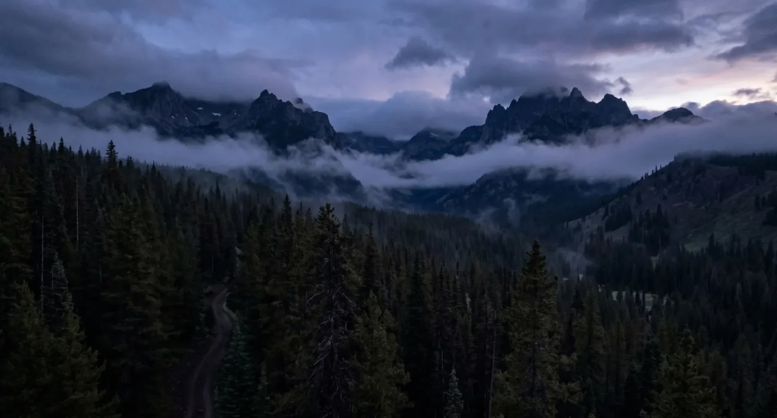 A dark, dense, and misty pine forest in Yellowstone National Park at twilight, representing the park's isolated and dangerous wilderness.