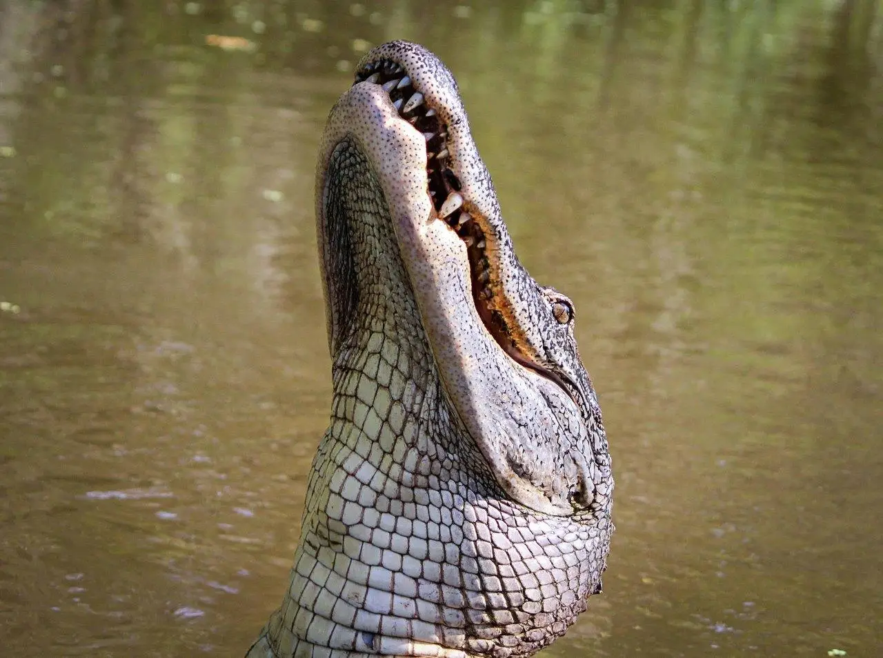 The Apex Predator: 15 Fascinating Facts About Alligators