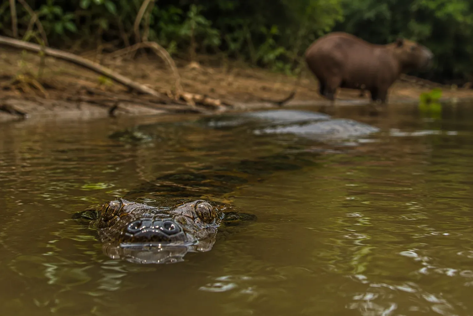 Swimming anaconda, capybara in the background