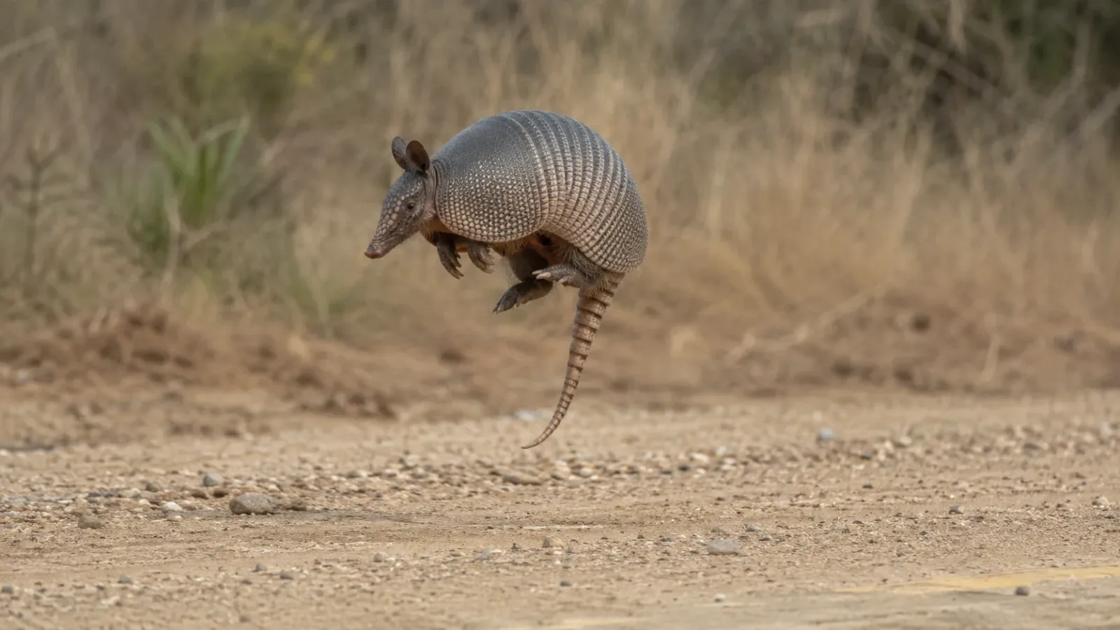 Armadillos  Are Terrifyingly High Jumpers
