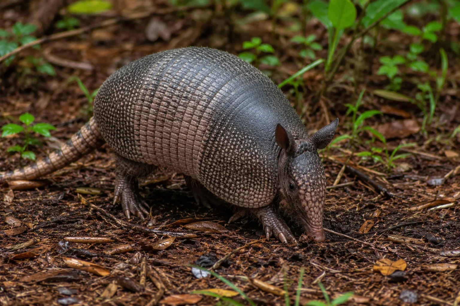 Armadillos have incredibly poor eyesight and are virtually blind to highly detailed, unmoving objects.