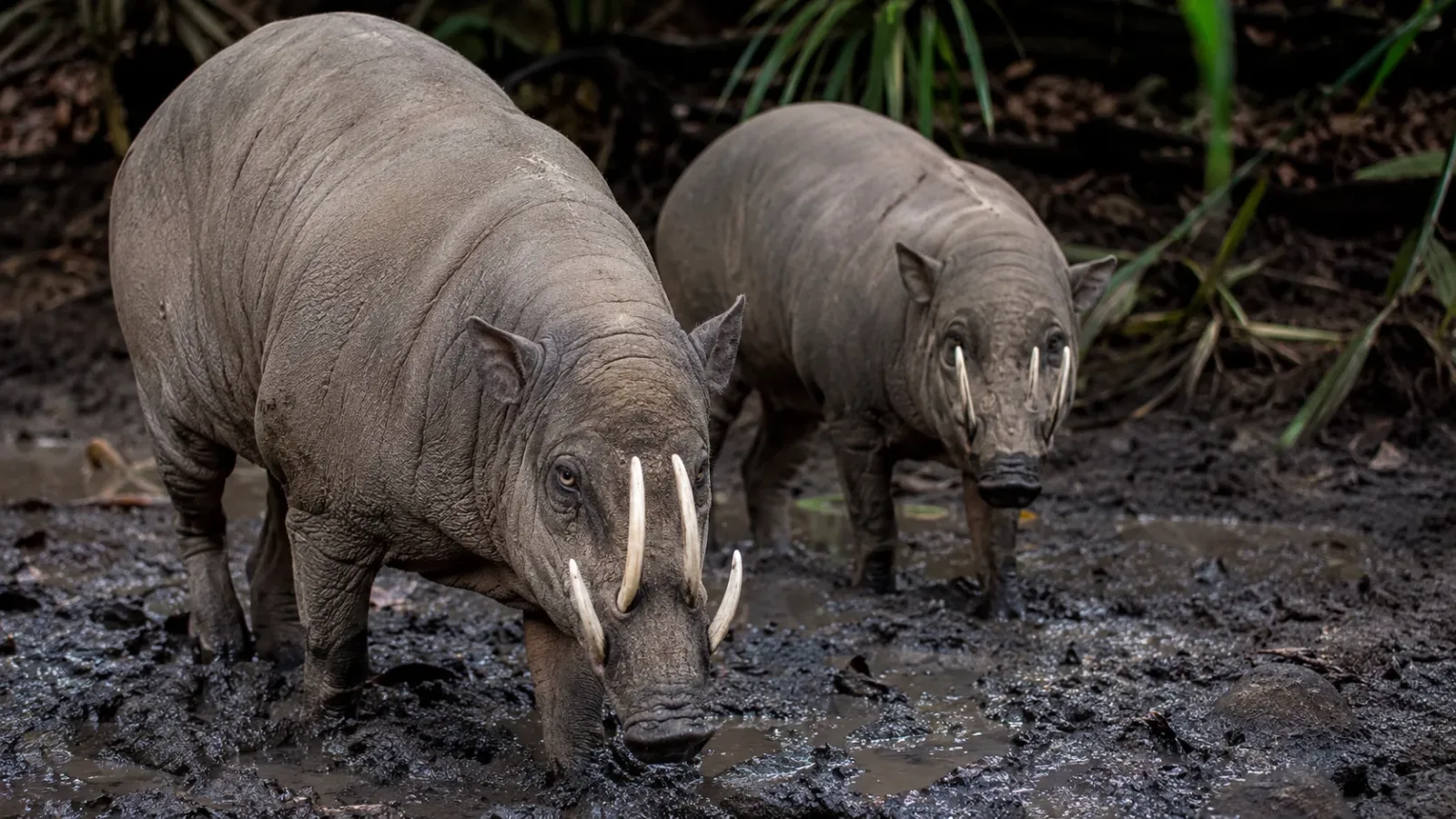 15 Fascinating Facts About Babirusas
