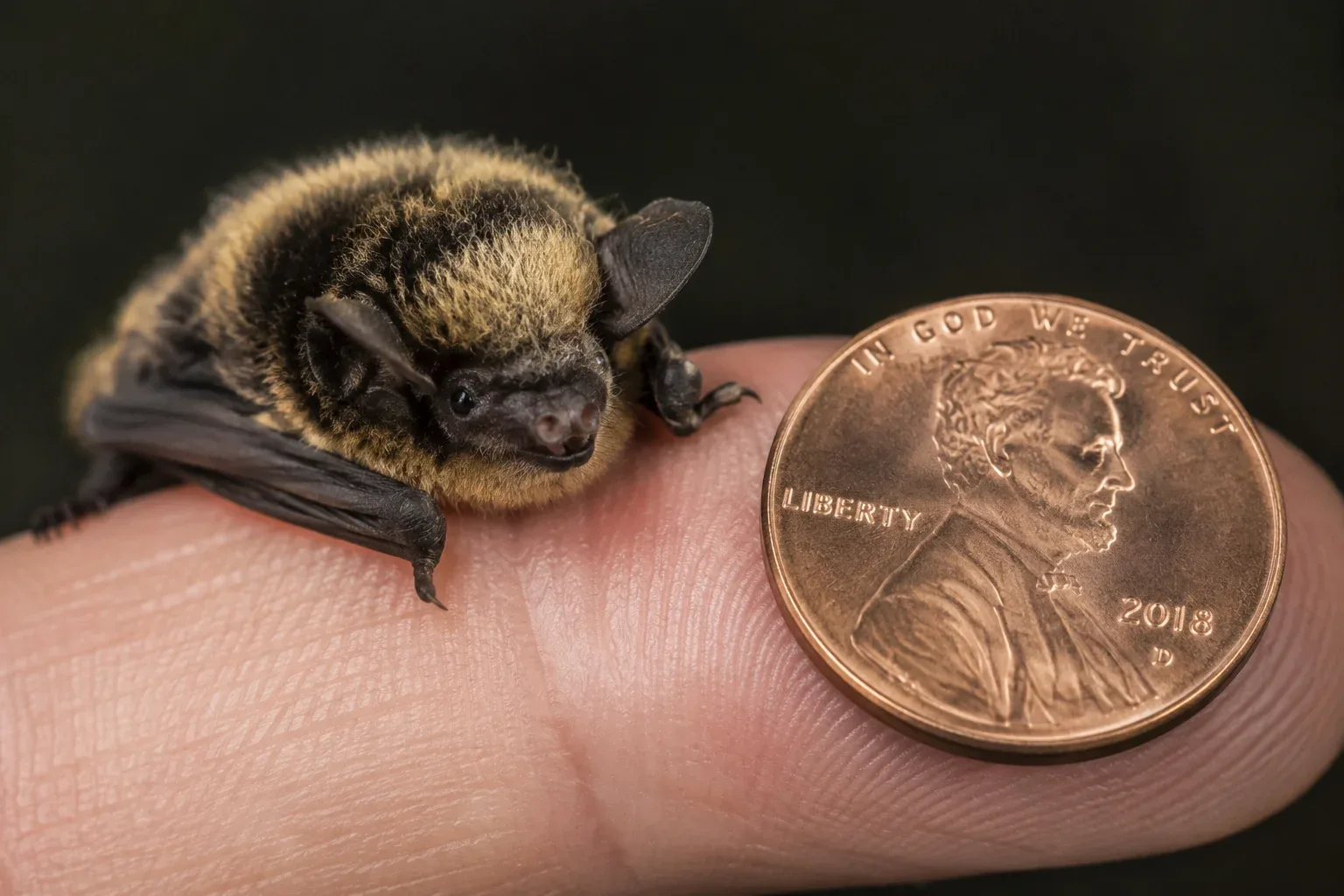 Kitti's hog-nosed bat compared to coin.