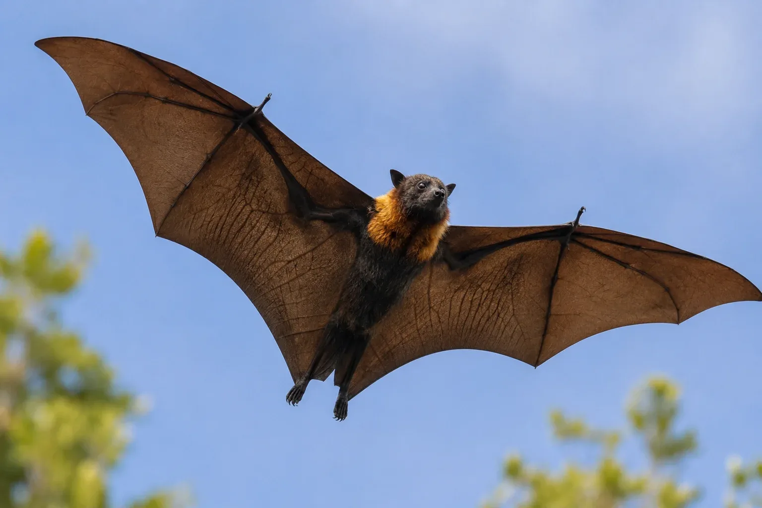 the giant golden-crowned flying fox is the largest bat in the world