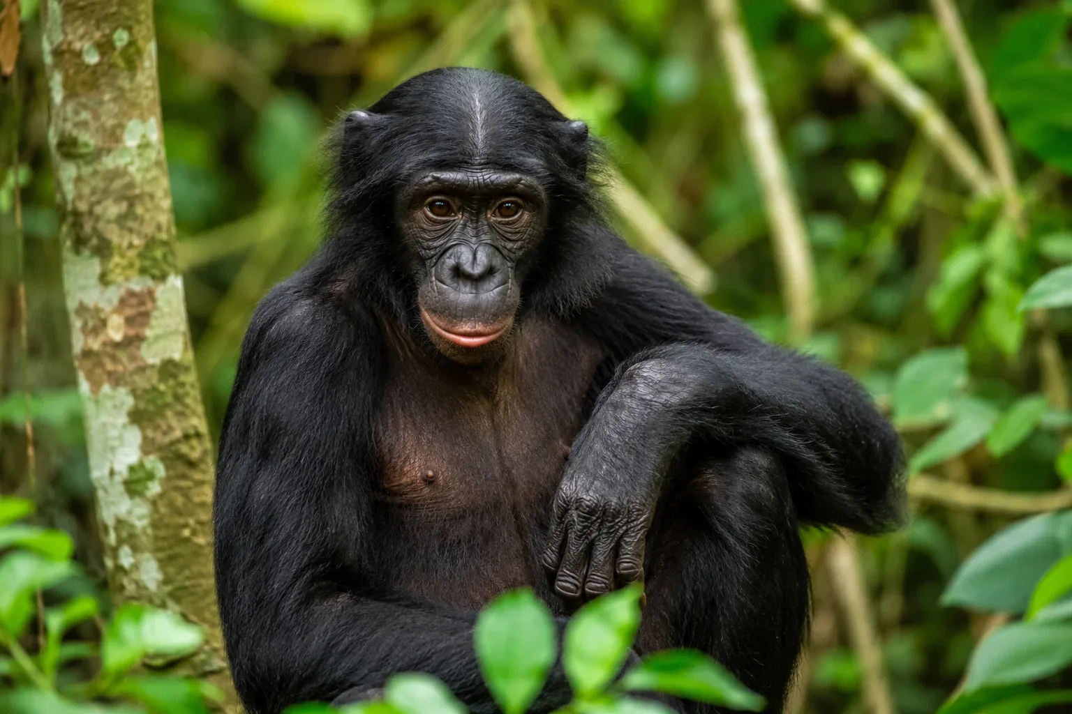 One of their most famous traits of bonobo is the hair on top of their heads, which naturally grows with a neat, distinct part straight down the middle. 