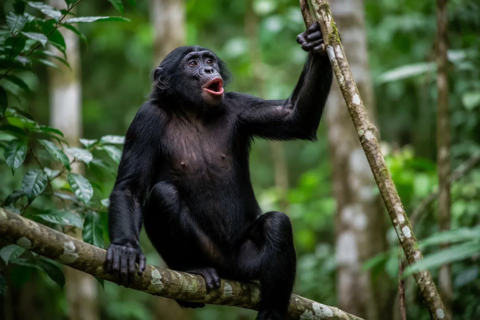 Bonobos  Sound Like Birds