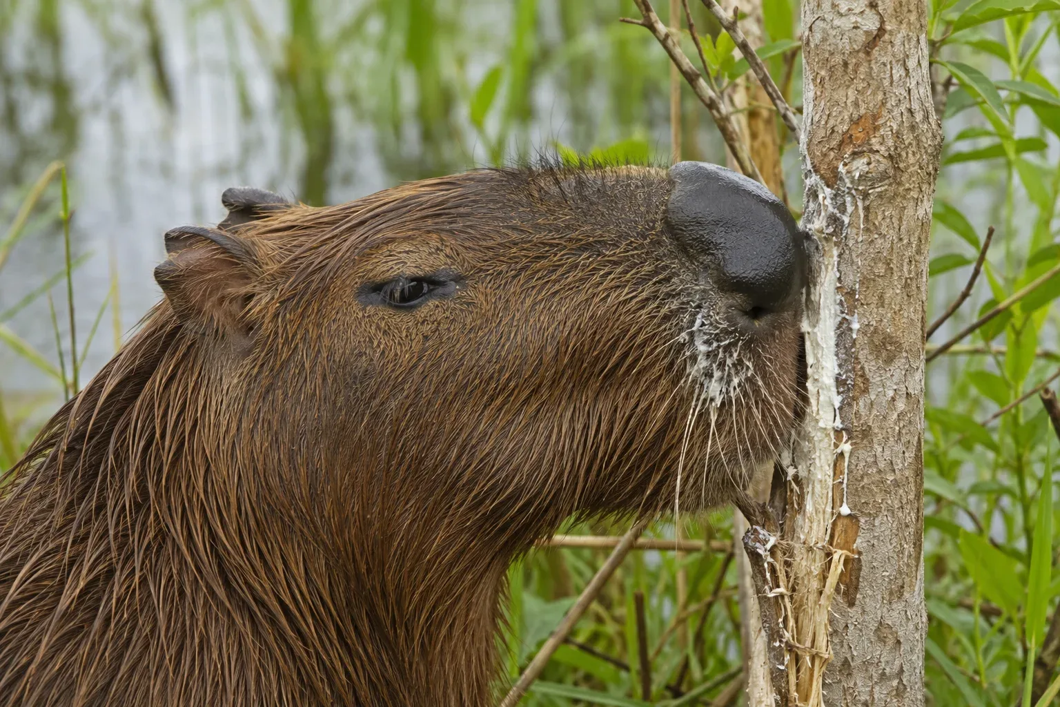 The male capybara uses this highly active gland to secrete a thick, sticky white fluid that smells strongly of pine.