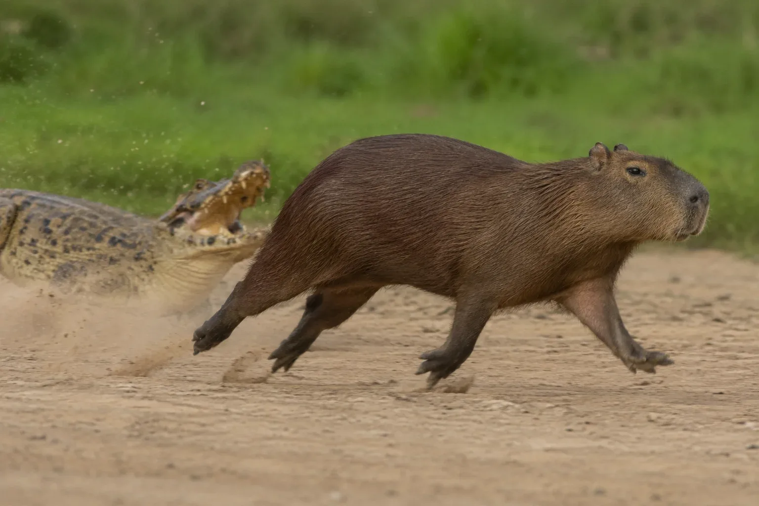 Capybara is running from alligator