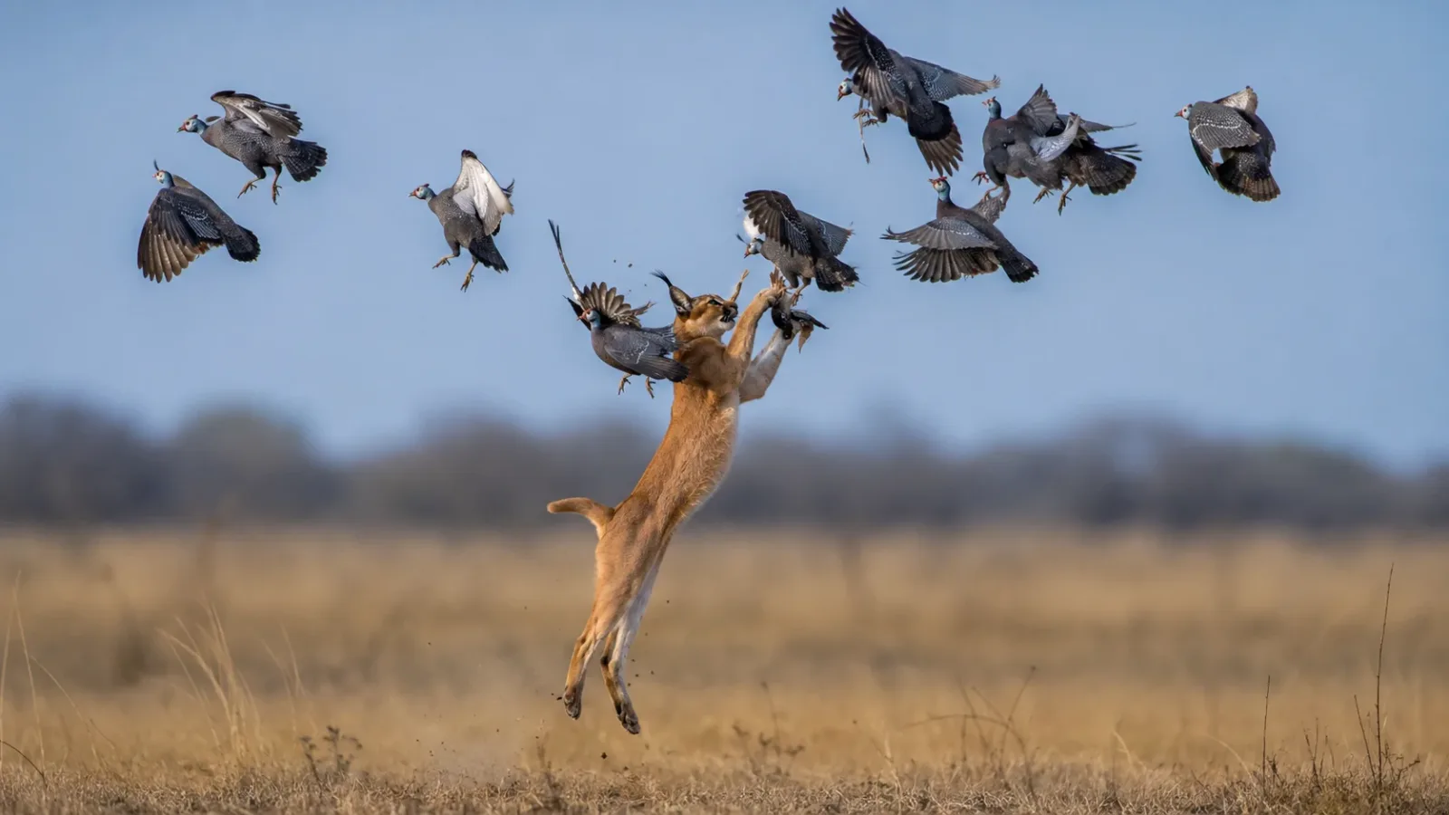 Caracal Can Snatch Multiple Birds at Once