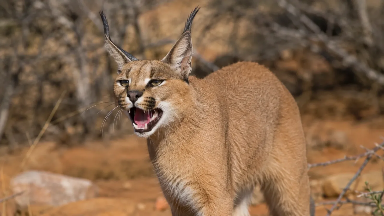 Caracals Make a Bizarre Wah-Wah Sound