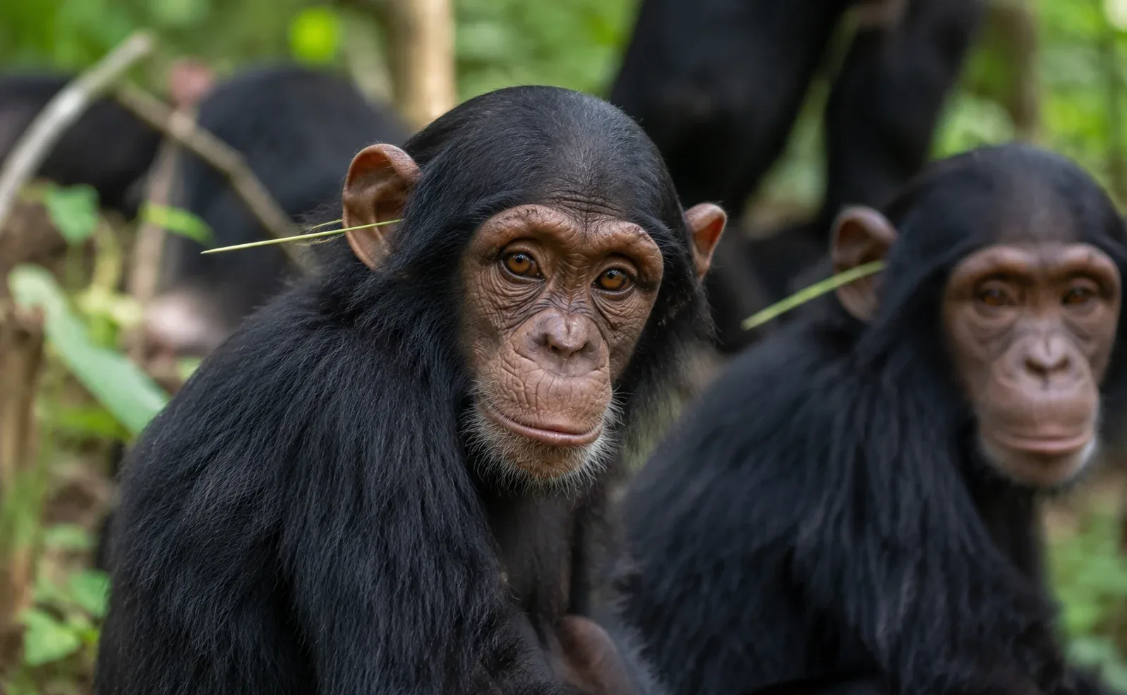 Chimpanzee with grass in the ear.
