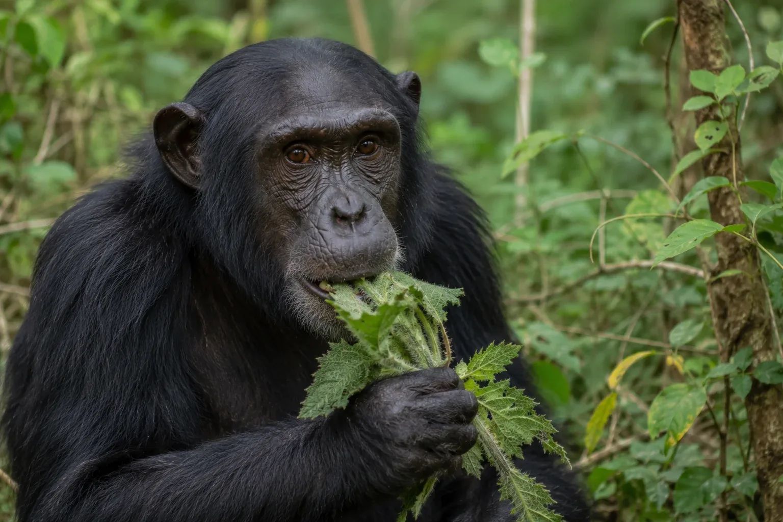 Chimpanzee eating medical plant.