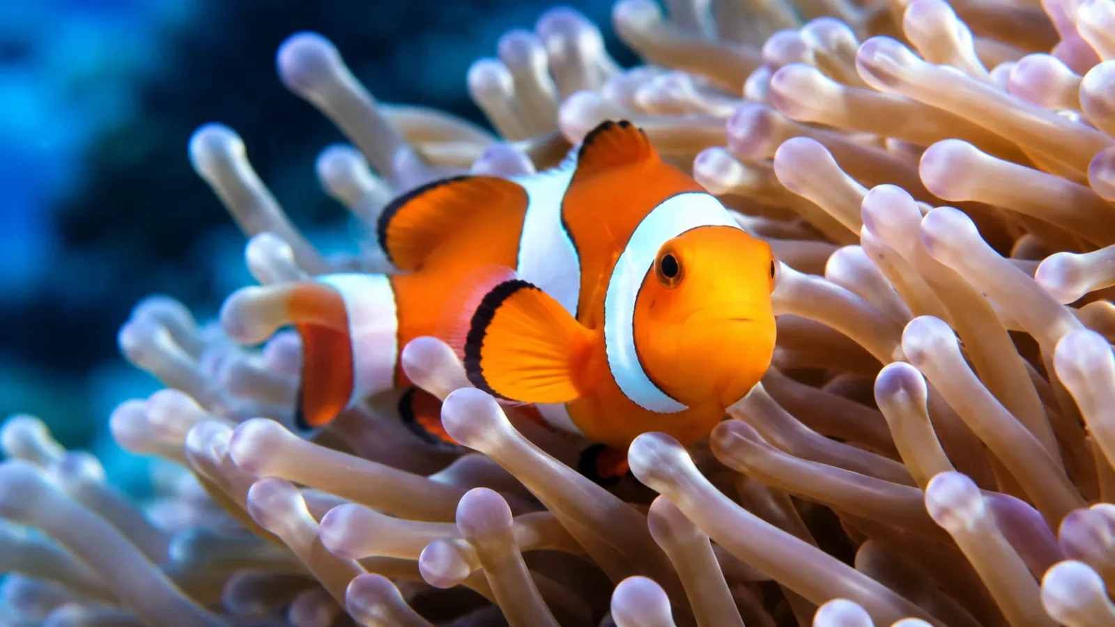 15 Fascinating Facts About Clownfish