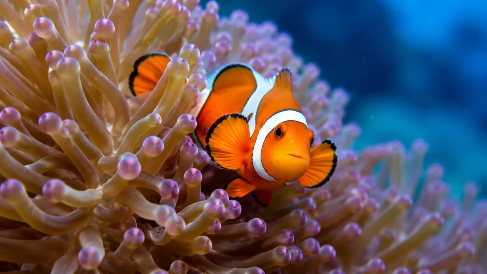 Clownfish in the water.