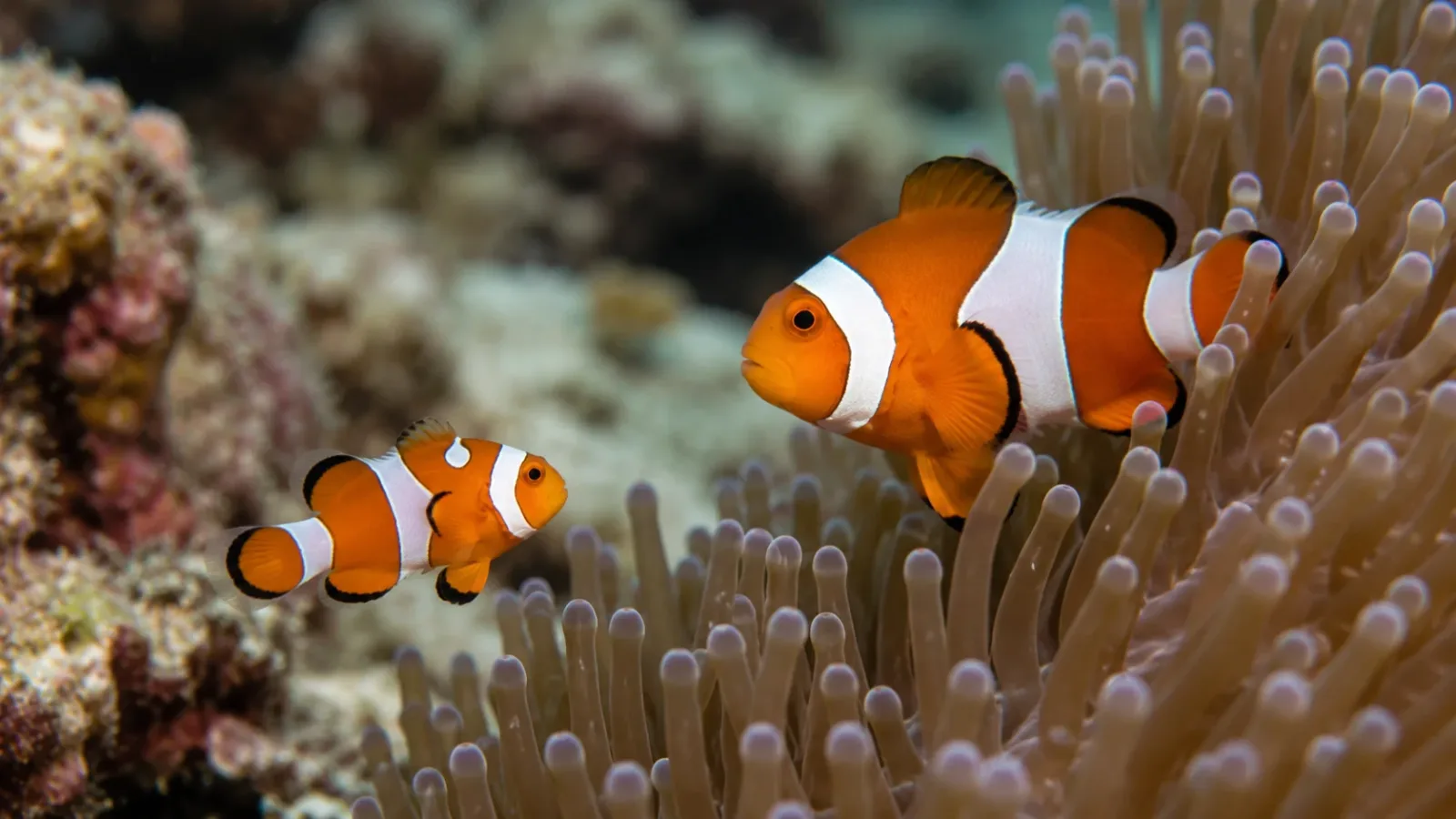 Baby clownfish