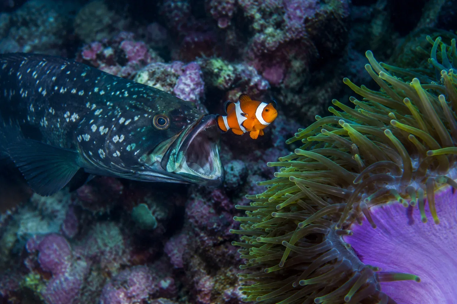 The clownfish frequently acts as highly visible, completely living bait. They will dart completely out of their anemone to actively lure larger, aggressive predatory fish. Once the massive predator lunges forward, it swims directly into the venomous tentacles of the anemone, becoming an instant meal.