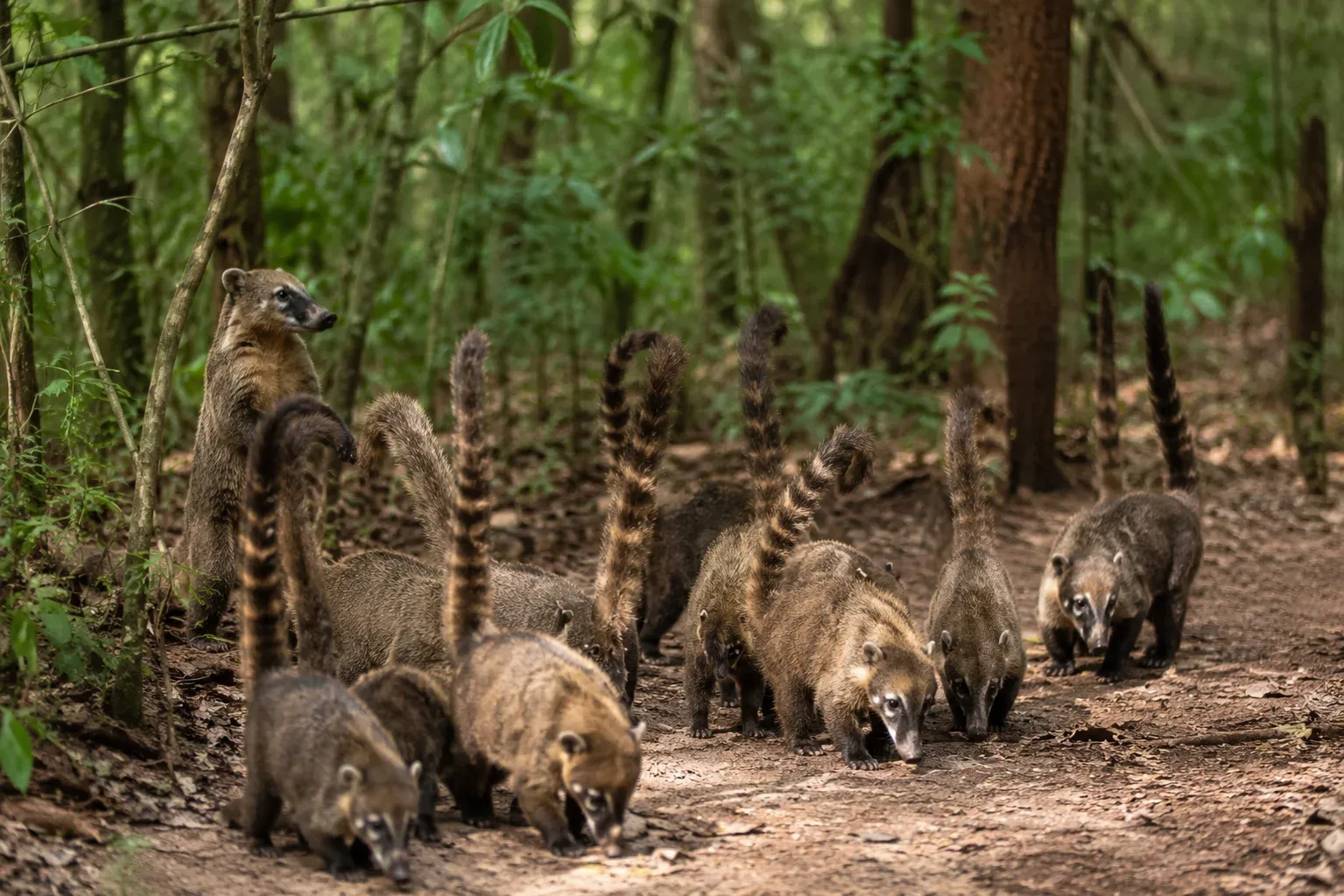 Adult coati females and their juvenile offspring live together in massive, highly organized bands that can frequently consist of up to thirty individuals. 