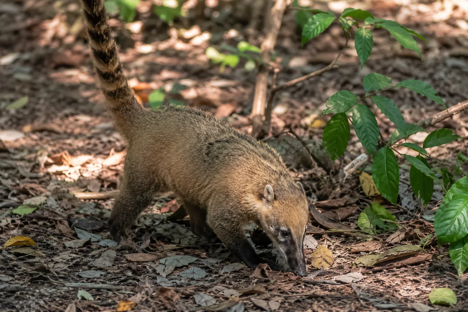 Coatis spend their entire day aggressively foraging on the forest floor, and when the sun finally sets, they completely retreat high into the tree canopy to safely sleep away from nocturnal predators.