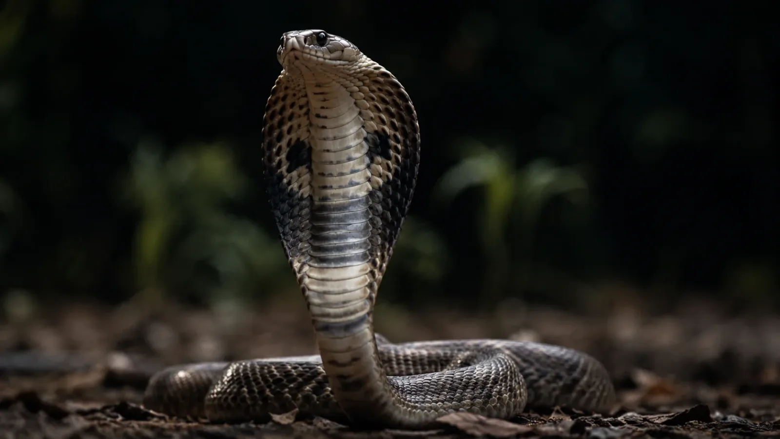 15 Fascinating Facts About Cobras