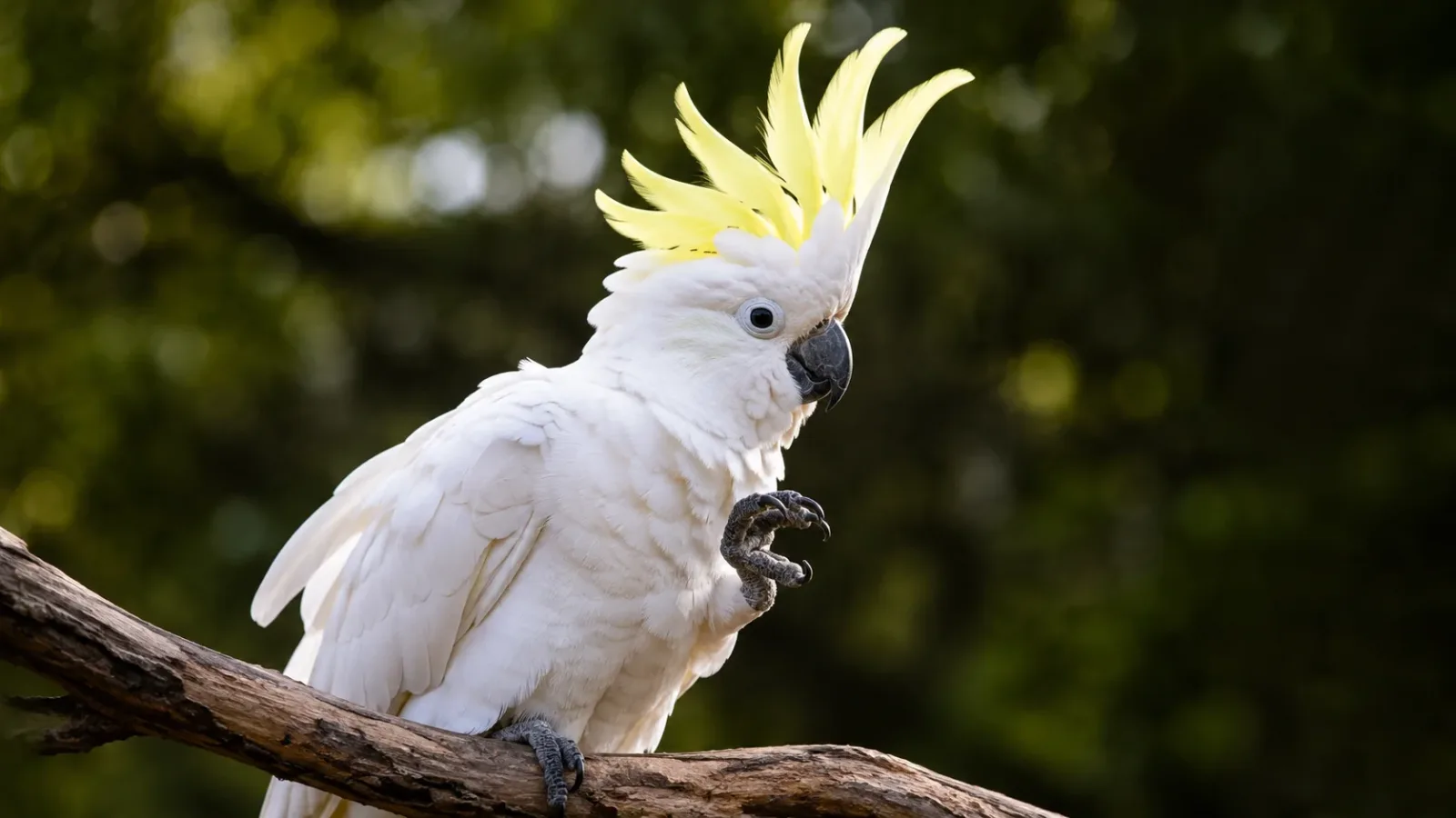 15 Cool Facts About Cockatoos