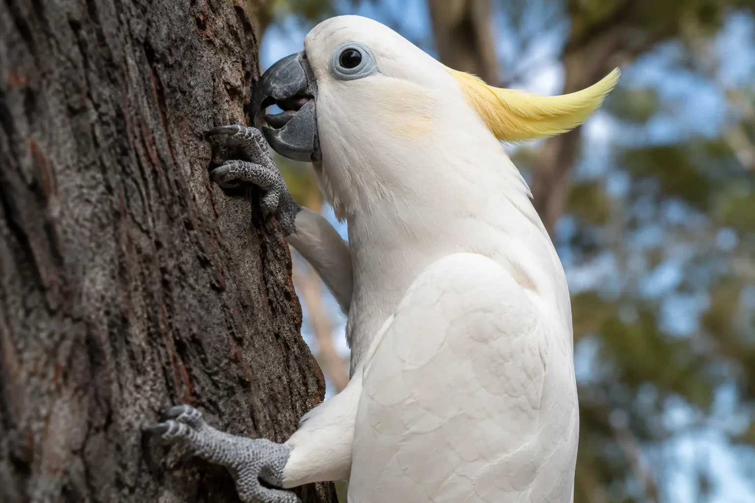 Cockatoos are amazing climbers because their feet are built entirely differently than a standard songbird.