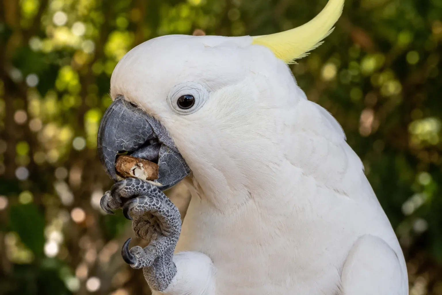 A cockatoo's beak is not just a simple pair of scissors; it is a highly advanced cracking tool.