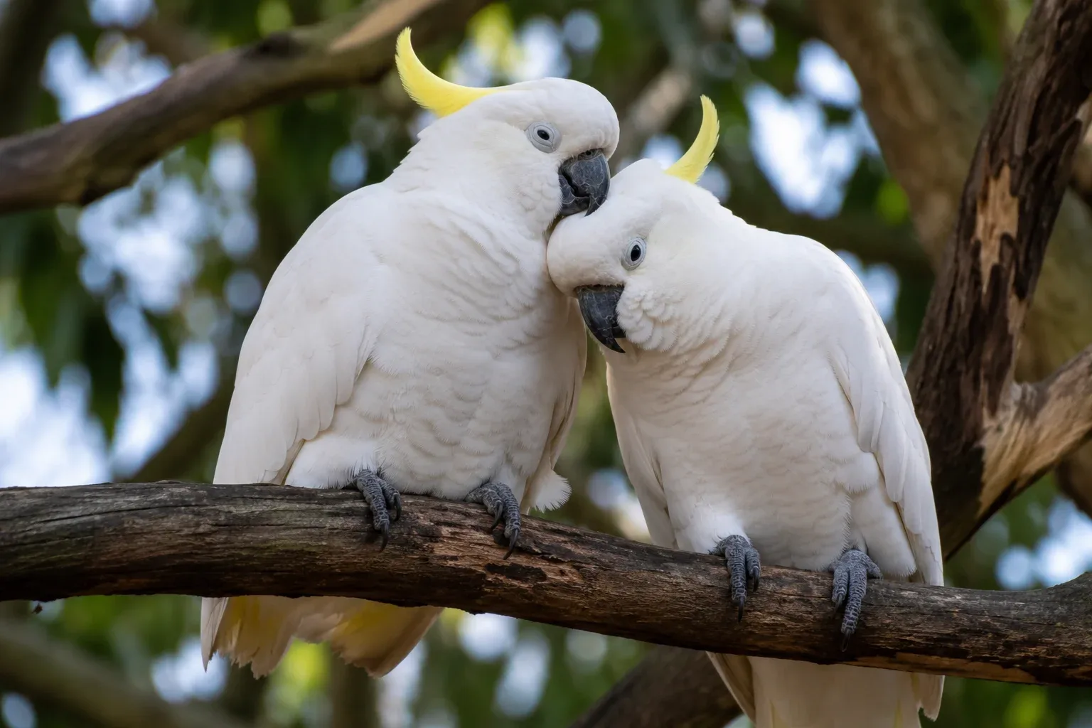 ockatoos take their romantic relationships very seriously.