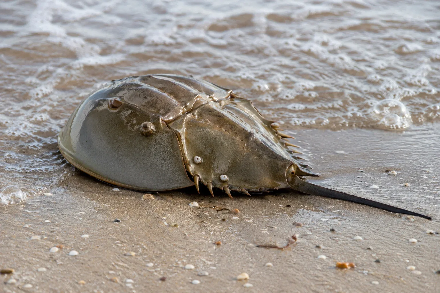 Horseshoe Crabs Are Fake Crabs