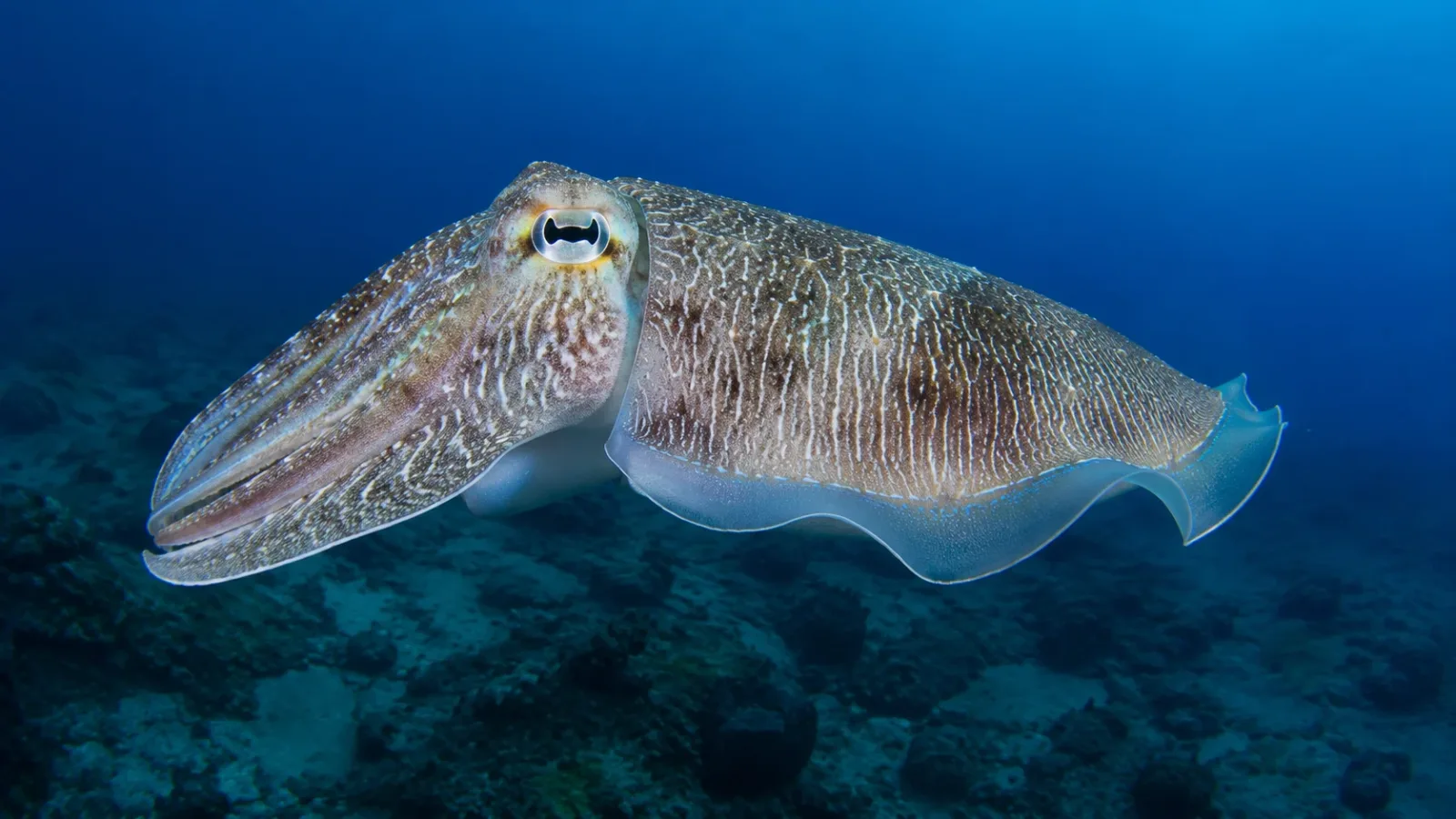 While an octopus has no hard parts except its beak, the cuttlefish has a thick, chalky shell hidden deep inside its body called the cuttlebone. This internal shell is full of tiny, gas-filled holes. The cuttlefish can easily add or remove liquid from these holes to perfectly control how high or low it floats in the water, working exactly like a submarine.