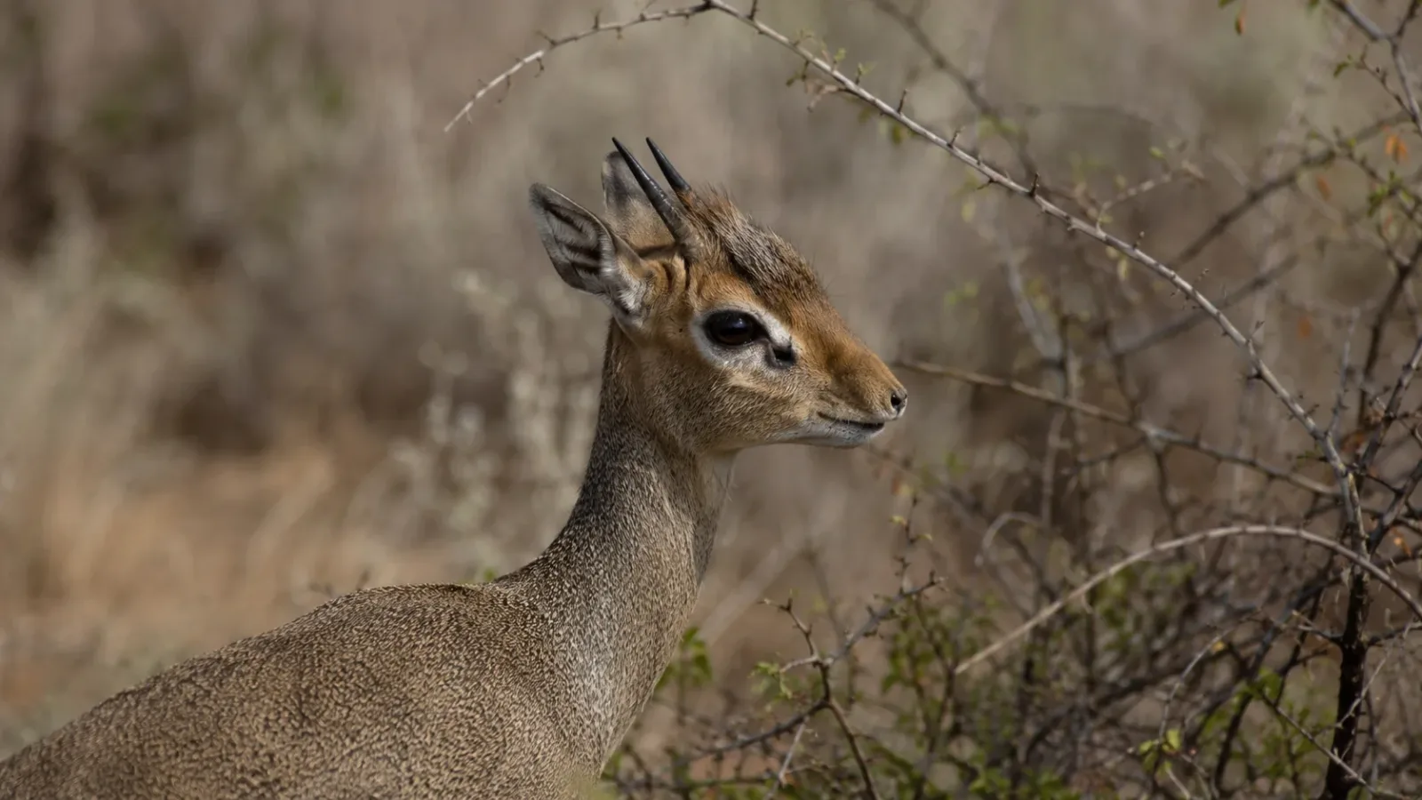 dik-dik has short, ringed horns that point backward.