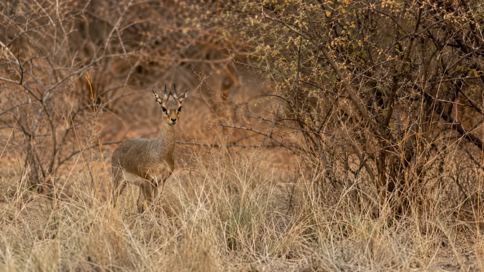 dik-dik hides from predators