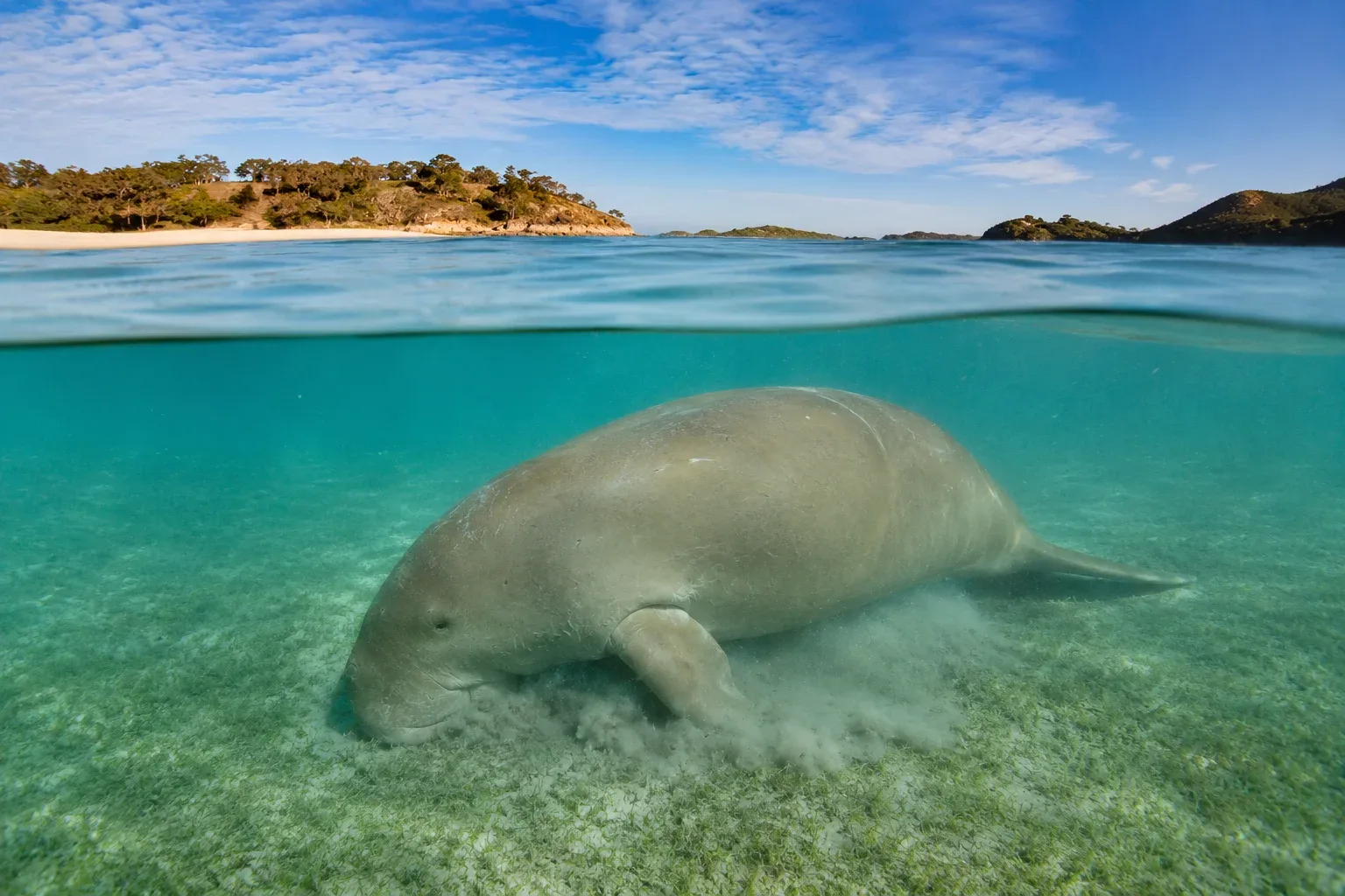 Dugong at the Australian beach.