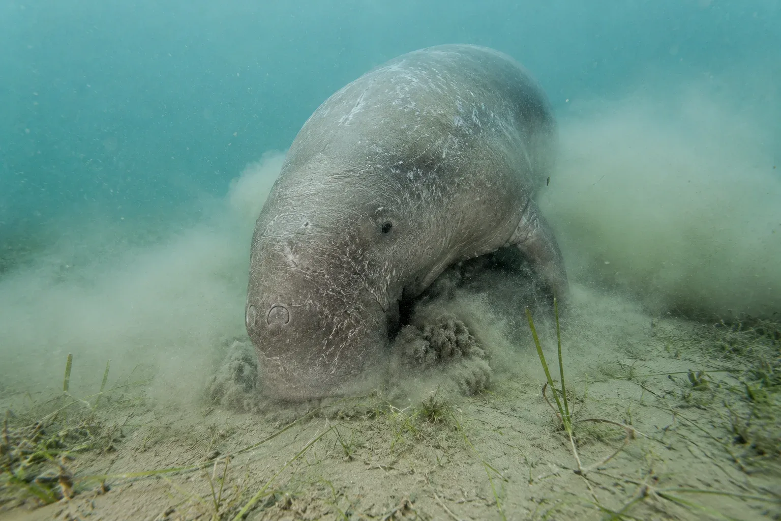 Dugong at the bottom of the sea
