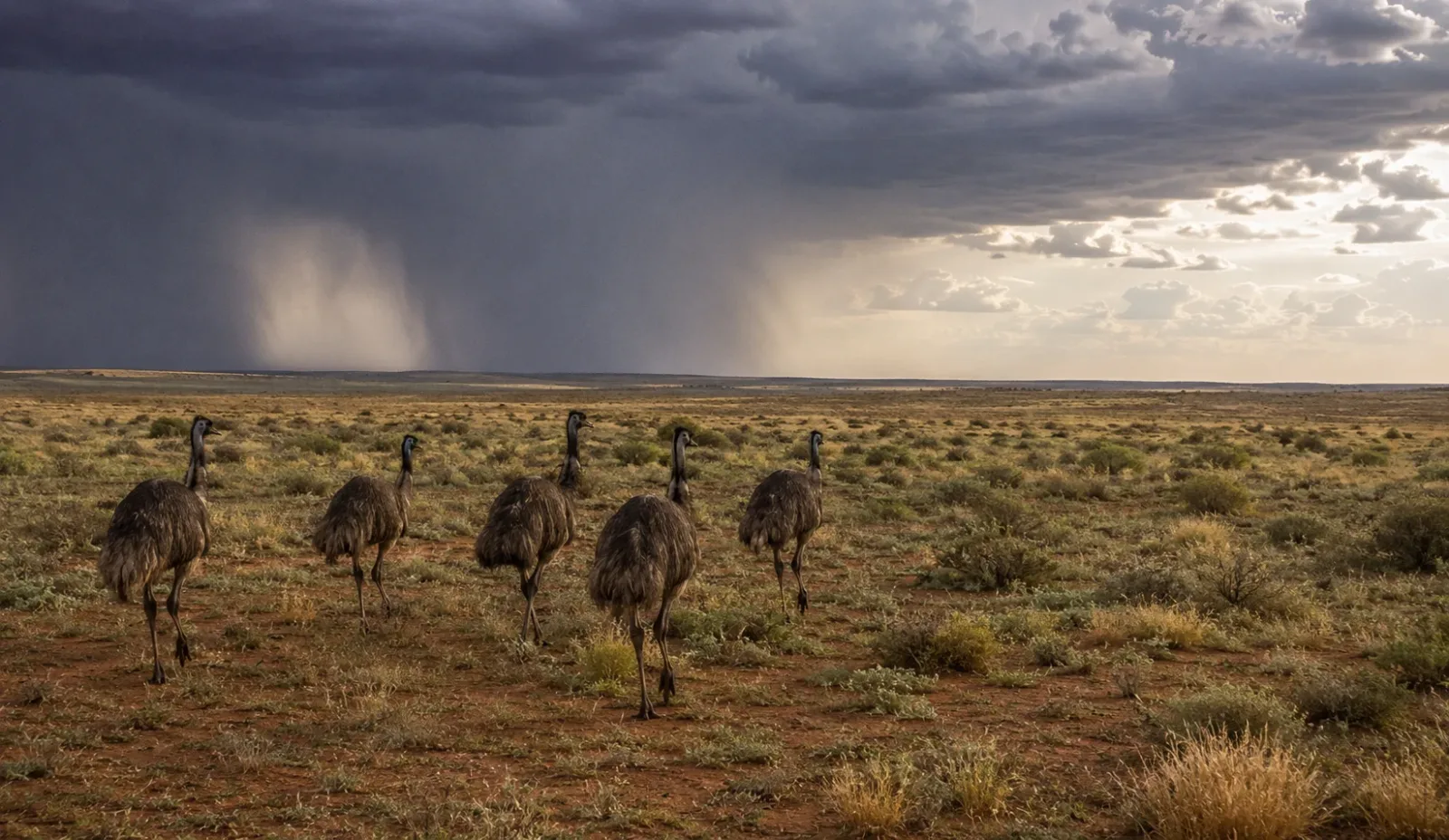 Emus are migrating.