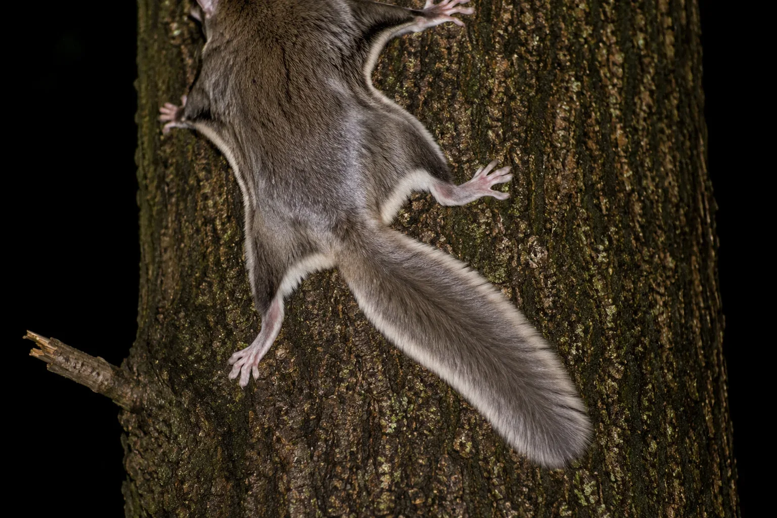 A flying squirrel's tail.