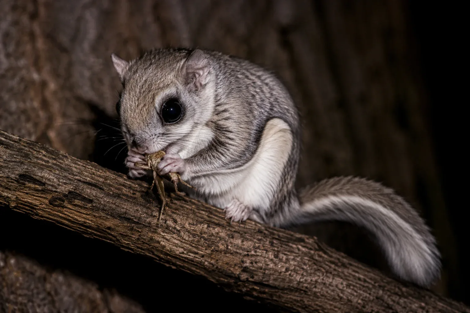 Flying Squirrel eating insect.